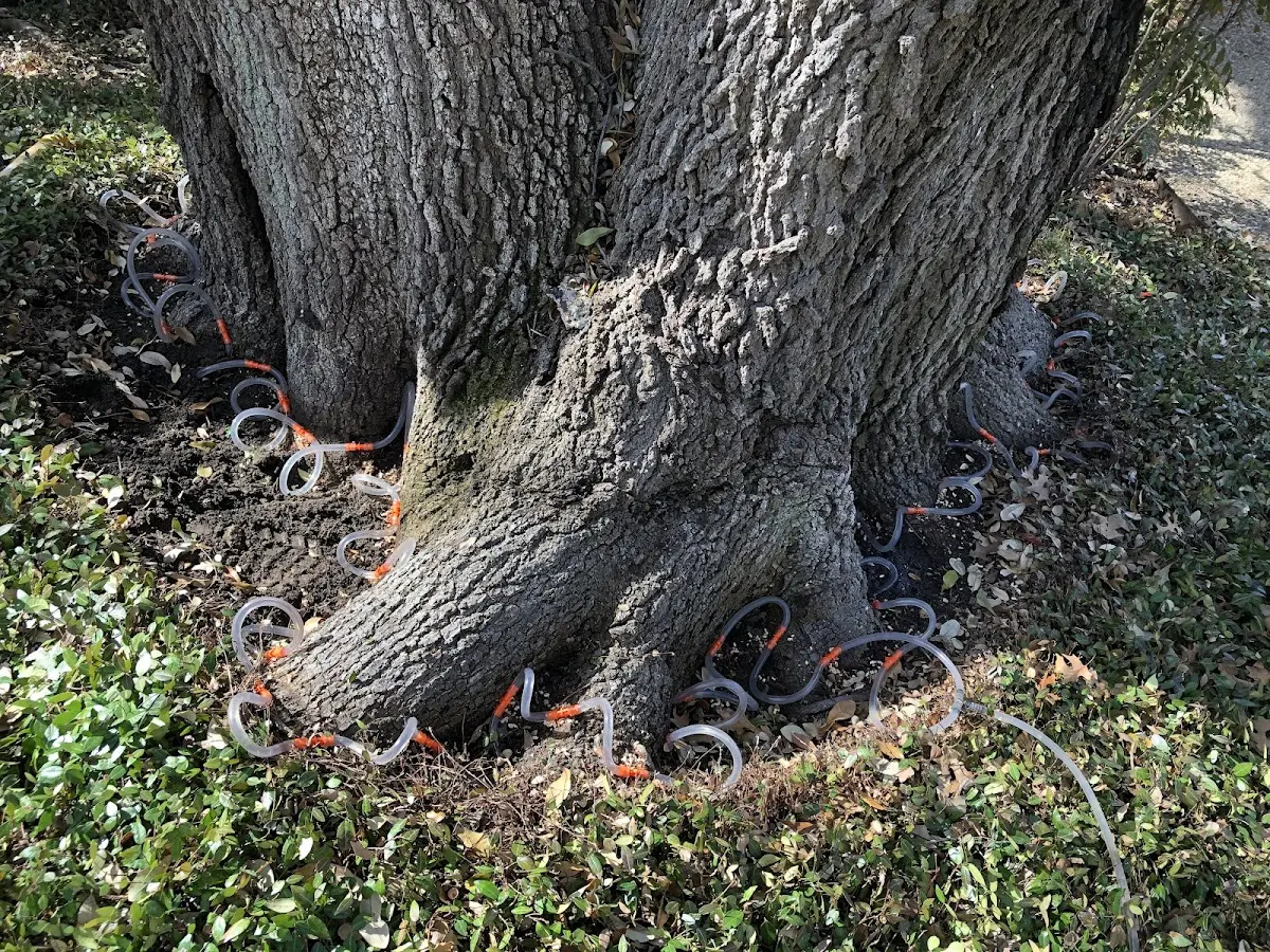 Detailed Tree Cabling and Bracing job site in Lejunior