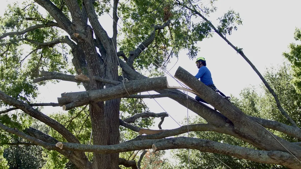 Professional Hazardous Tree Removal performed by certified arborists in Lejunior
